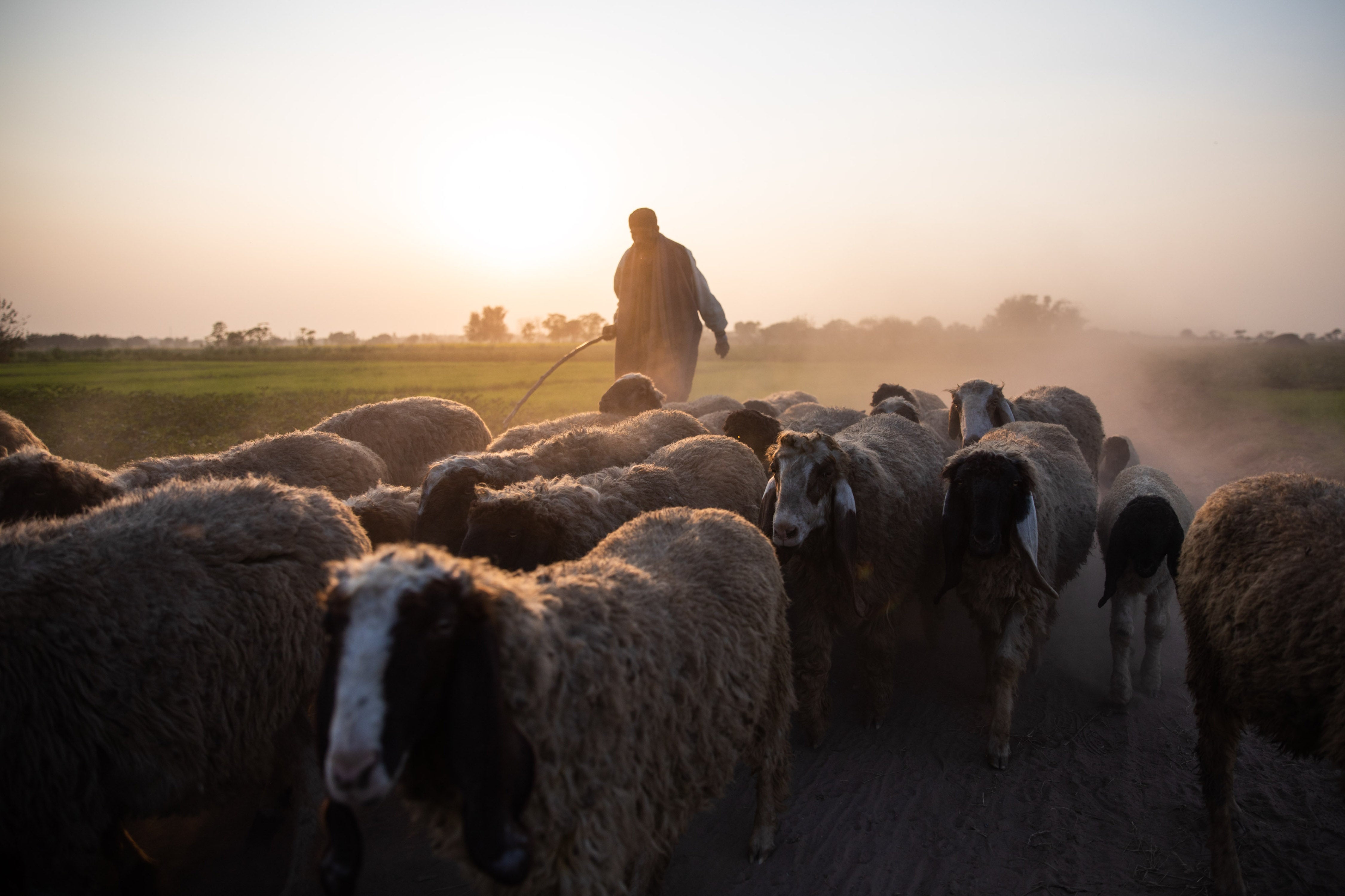 A farmer herds sheep through farmland in the vicinity of the Ravi River project, in Lahore, Pakistan.