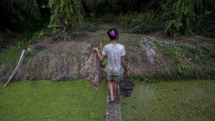 Seorang anak membawa biji sawit yang dikumpulkan dari tanah melintasi anak sungai di perkebunan kelapa sawit di Sumatra, Indonesia, November 2017