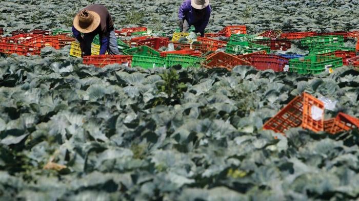 Thai agricultural workers working in a cabbage field on a farm in southern Israel, on July 16, 2014.