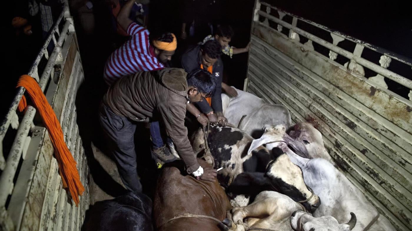 Members of a cow protection group patrol the streets of Ramgarh, Rajasthan, and confiscate cattle being transported by traders, November 2015. 