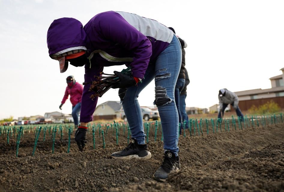 Farm workers plant grapevines at a farm in Woodland, California.