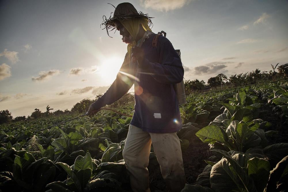 An adult tobacco worker applies a pesticide to a tobacco farm near East Lombok, West Nusa Tenggara.