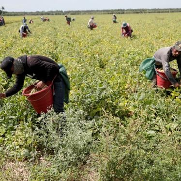 Farmworkers, considered essential workers under the Covid-19 pandemic, harvest beans in Homestead, Florida, May 12, 2020. 