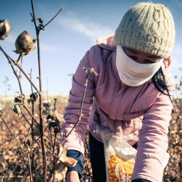A woman picks cotton during the 2015 cotton harvest, which runs from early September to late October or early November annually.